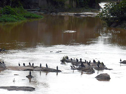 Biguás nas pedras do Rio Itapemirim